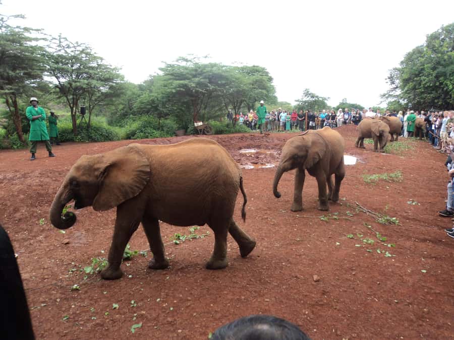 Nairobi National Park Full-Day Tour: Private 4WD with Guide - The Giraffe Centre: Rothschild’s giraffes close up, plus crowd reality