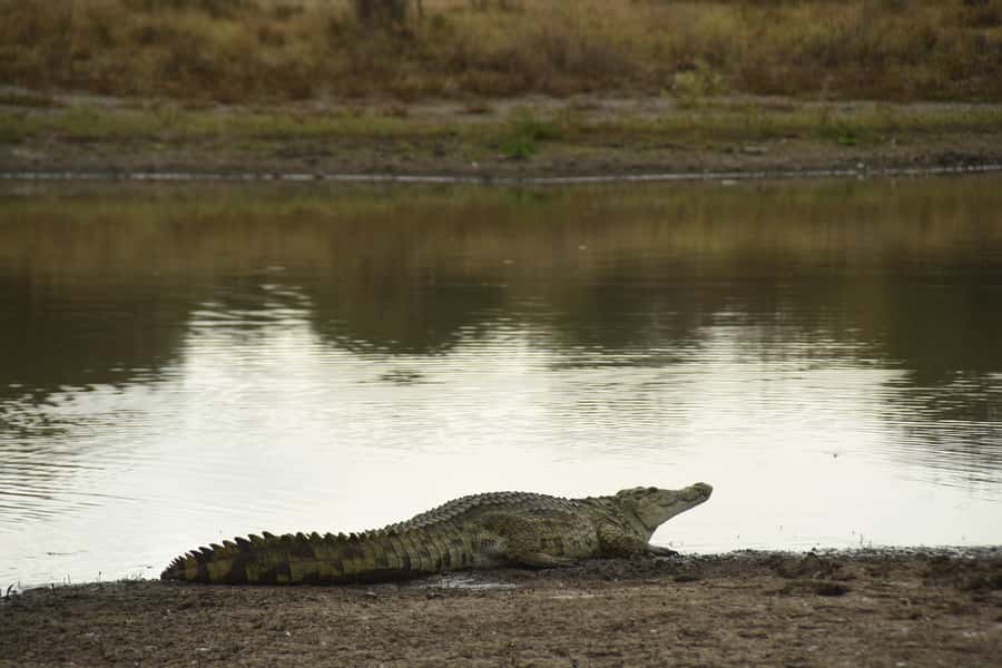 Nairobi National Park Full-Day Tour: Private 4WD with Guide - Karen Blixen Museum: colonial Kenya through a guided stroll