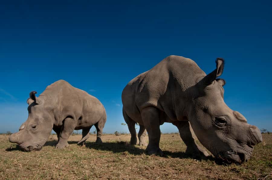 Nairobi National Park Full-Day Tour: Private 4WD with Guide - The 6:00 AM pickup and first game drive in Nairobi National Park