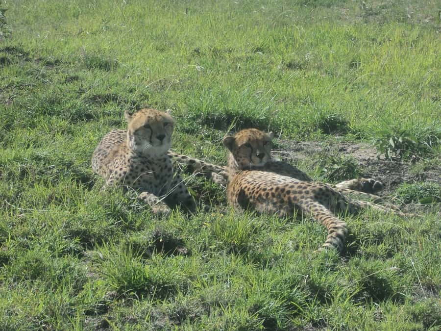 Nairobi National Park Full or Half-Day Tour with Guide - Key Takeaways Before You Go