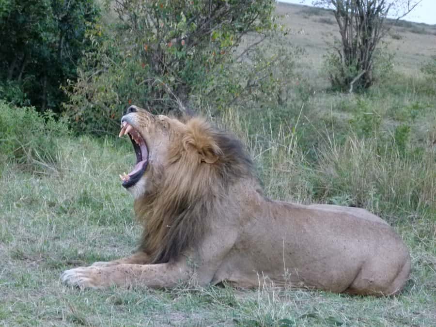 Nairobi National Park Full or Half-Day Tour with Guide - Half-Day vs Full-Day vs Afternoon Dinner Show