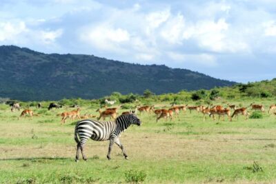 Nairobi National Park Full or Half-Day Tour with Guide
