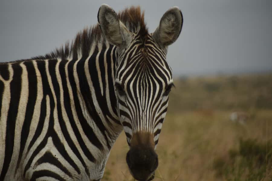 Nairobi National Park Full or Half-Day Tour with Guide - Beyond the Animals: Monuments, Hippo Pools, and the Birding Bonus