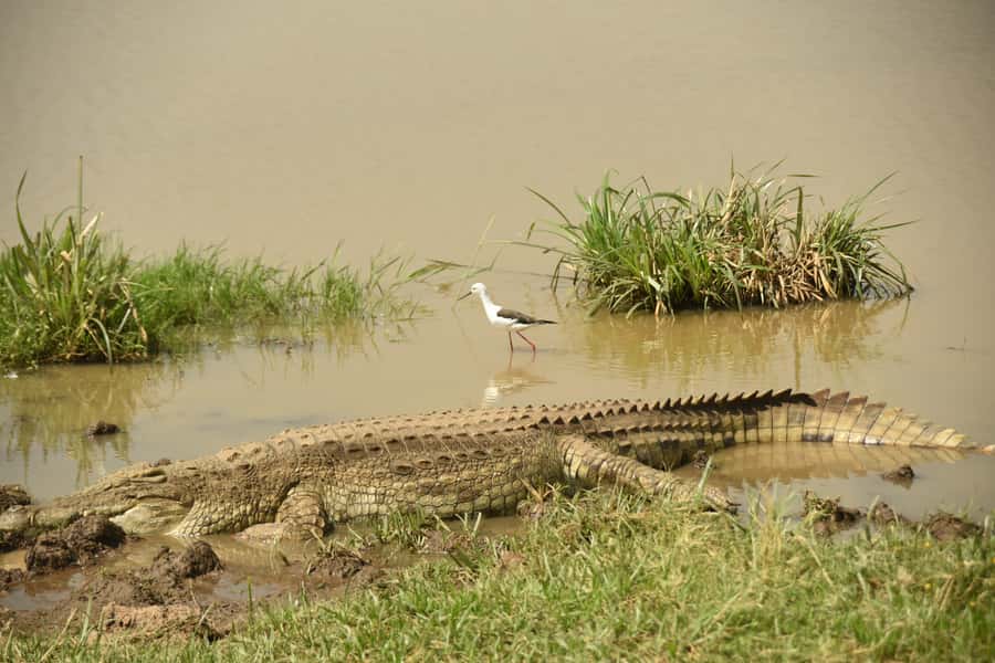 Nairobi National Park Full or Half-Day Tour with Guide - Giraffe Centre and Karen Blixen Museum on the Full-Day Route