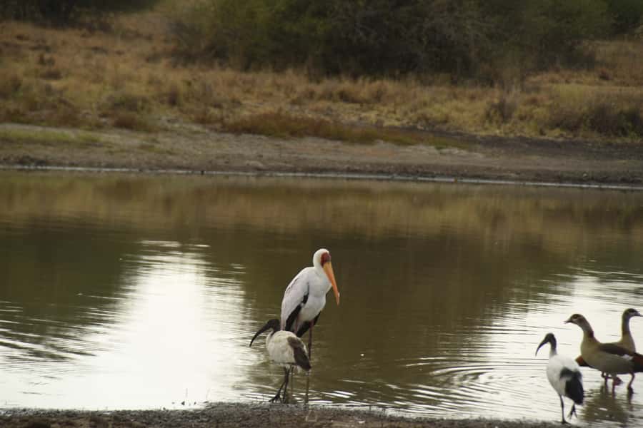 Nairobi National Park Full or Half-Day Tour with Guide - Lunch at Carnivore or Tamarind: Plan for Meat or Spice