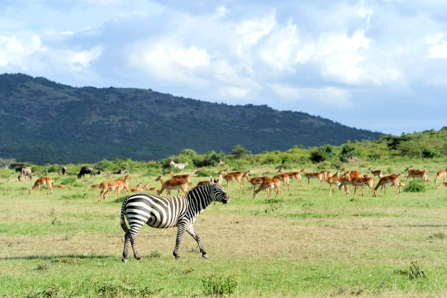 Nairobi National Park Full or Half-Day Tour with Guide - Nairobi National Park: A City-So-Close Safari