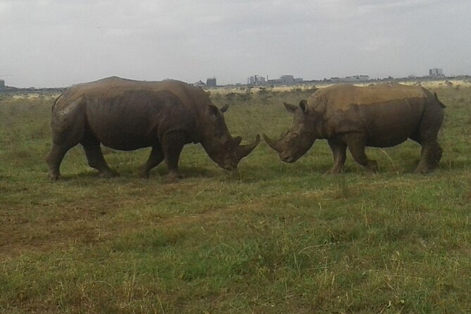 Nairobi National Park game drive. Free Airport pick / drop off. - A half-day Nairobi safari that actually fits real schedules
