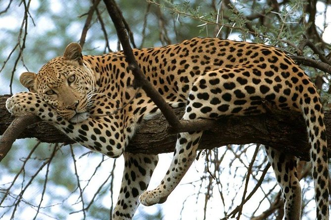 Nairobi National Park game drive. Free Airport pick / drop off. - Entering Nairobi National Park: why it feels unusual