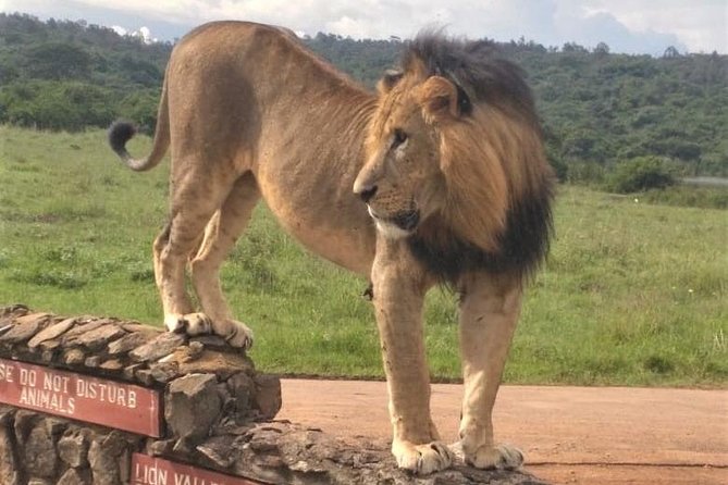 Nairobi National Park game drive. Free Airport pick / drop off. - The game drive itself: what you can realistically expect