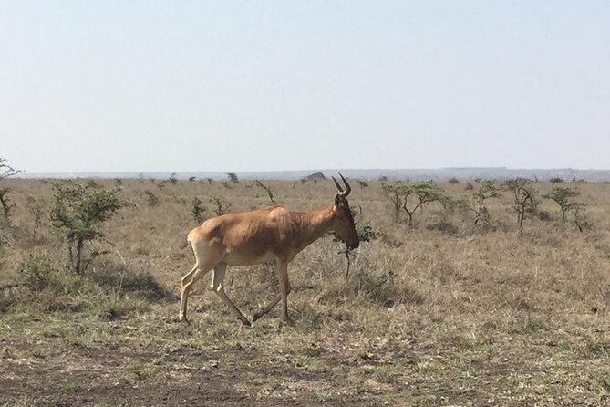 Nairobi National Park game drive. Free Airport pick / drop off. - Packing for roof-up drives and quick viewing windows