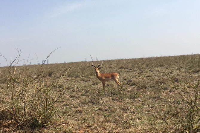 Nairobi National Park game drive. Free Airport pick / drop off. - Who this safari is best for