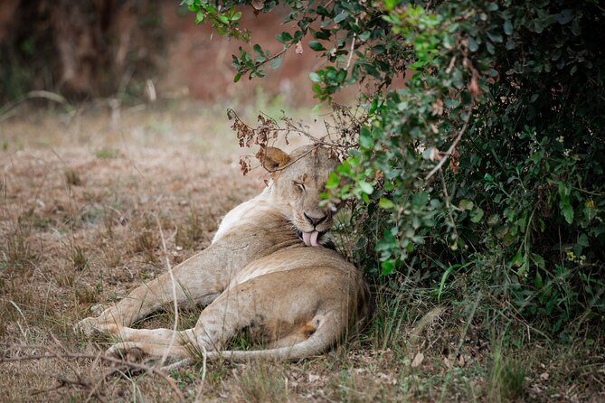Nairobi National Park Game Drive - Shared Experience in Open Jeep - What the guide and water inclusion really means for you