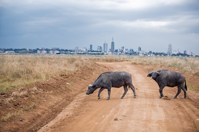 Nairobi National Park Game Drive - Shared Experience in Open Jeep - Price and value: what $75 covers, and what you must budget for