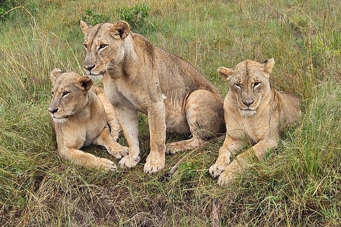 Nairobi National Park Game Drive With Free Pick Up Group Joining - Pickup, timing, and the early-morning reality