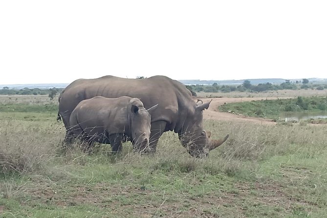 Nairobi National Park Game Drive With Free Pick Up Group Joining - After the game drive: David Sheldrick elephant orphanage and real conservation work