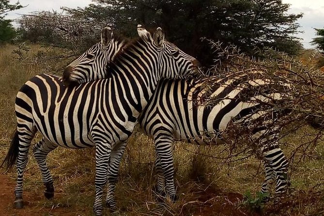 Nairobi National Park Game Drive With Free Pick Up Group Joining - Price and value: when $46 makes sense