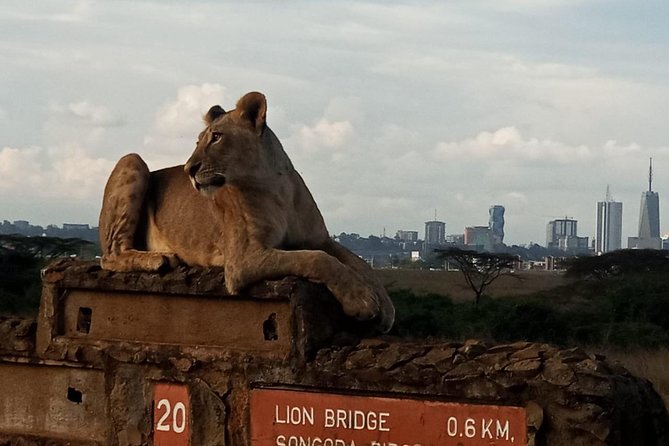 Nairobi National Park Game Drive With Free Pick Up Group Joining - What the small group size gives you