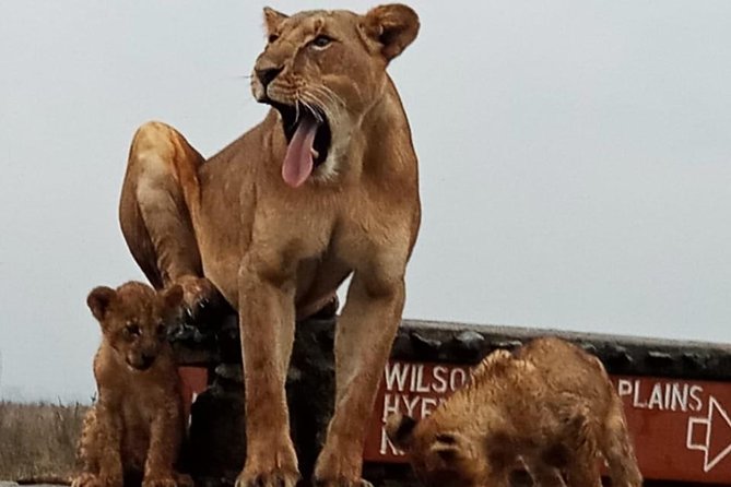 Nairobi National Park Game Drive With Free Pick Up Group Joining - What to bring so your photos and comfort are better