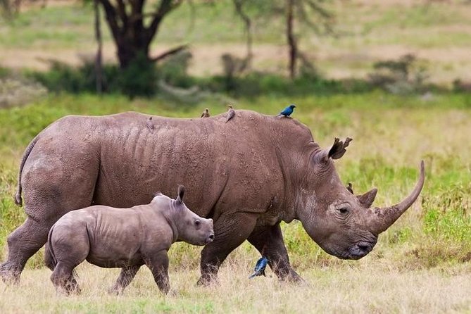 Nairobi National Park Game Drive With Free Pick Up Group Joining - Nairobi National Park: animals on open plains with city scenery