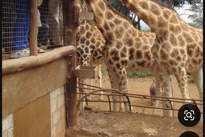 Nairobi National Park Giraffe Center Carnivore Lunch - What to expect from the morning start and the drive in