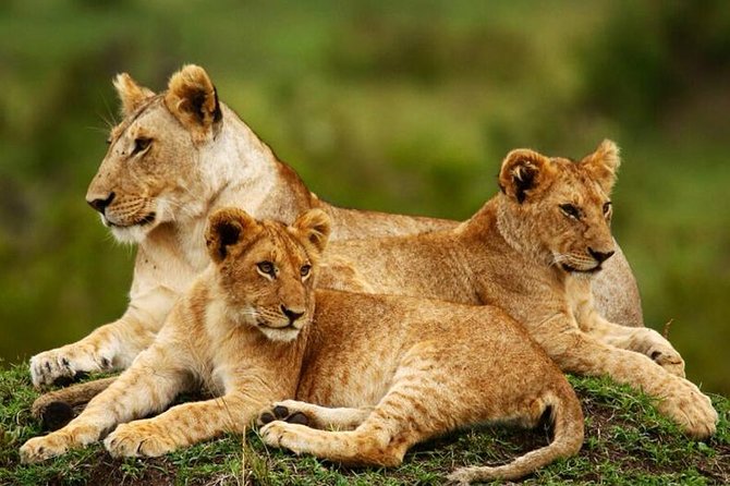 Nairobi National Park, Giraffe Center & Karen Blixen Museum - Key things to know before you go