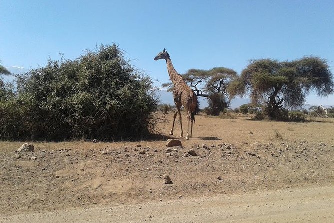 Nairobi National Park, Giraffe Center & Karen Blixen Museum - Giraffe Center in Lang’ata: conservation you can actually see