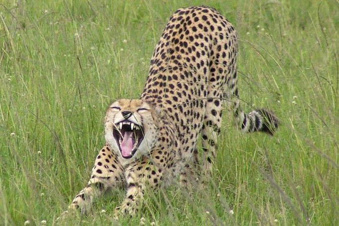 Nairobi National Park, Giraffe Center & Karen Blixen Museum - Karen Blixen Museum or Bomas of Kenya: pick your Kenya vibe