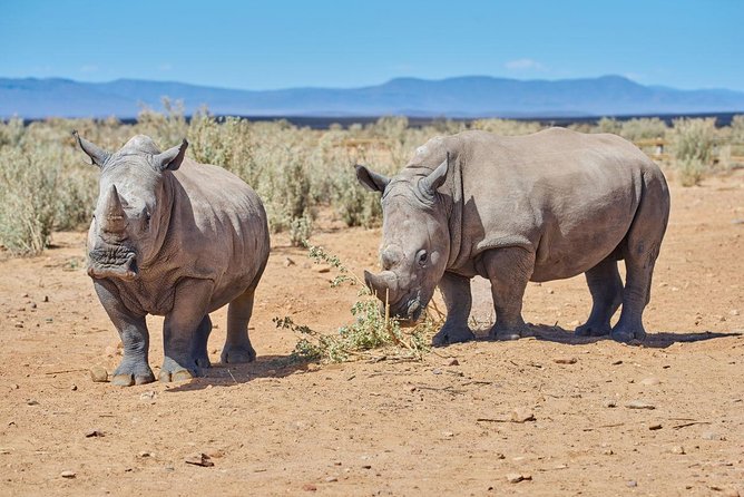 Nairobi National Park, Giraffe Center & Karen Blixen Museum - The guide, the van, and why this tour works as a “one-day plan”