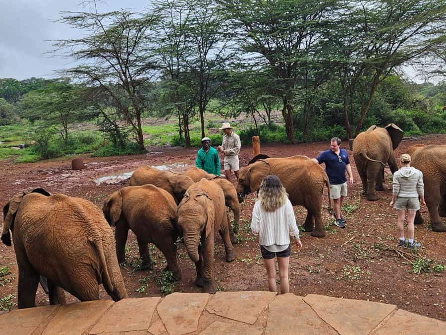 Nairobi National Park,Giraffe Center,Orpanage&Karen Blixxen - David Sheldrick Elephant Orphanage: baby elephant feeding and the Tsavo link