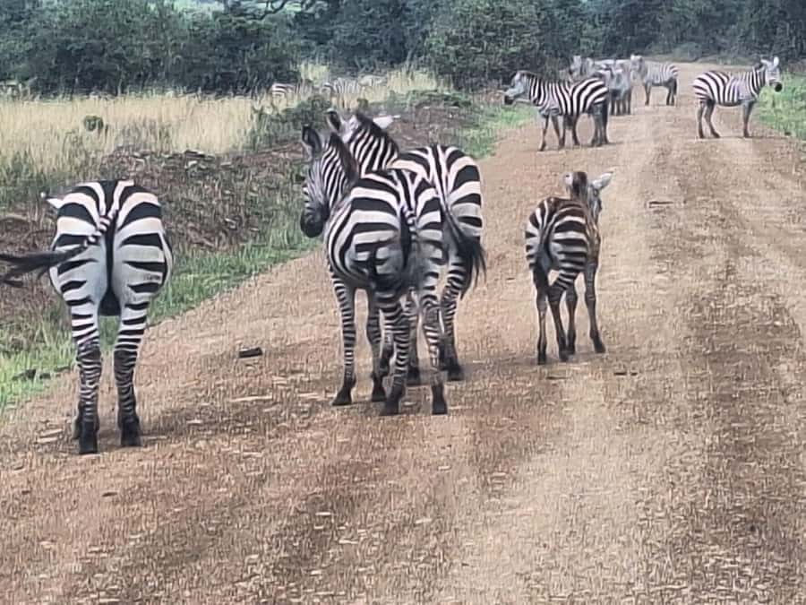Nairobi National Park,Giraffe Center,Orpanage&Karen Blixxen - Giraffe Center and Rothschild giraffe conservation: meet the locals
