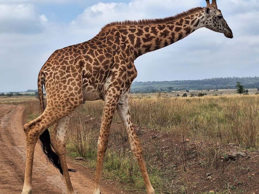 Nairobi National Park,Giraffe Center,Orpanage&Karen Blixxen - Price and value: what $80 covers, and what adds up at the gates
