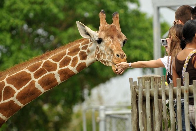 Nairobi National Park,Giraffe Centre, Karen Blixen Museum. - Nairobi National Park game drive: city wildlife, limited time