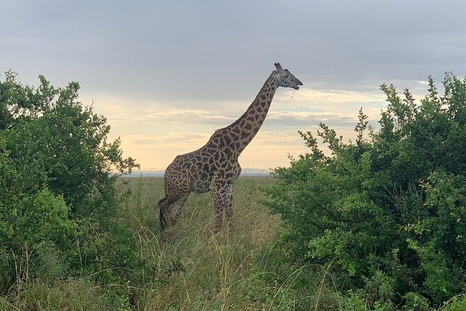 Nairobi National Park,Giraffe Centre, Karen Blixen Museum. - Karen Blixen Museum: slow down after the safari