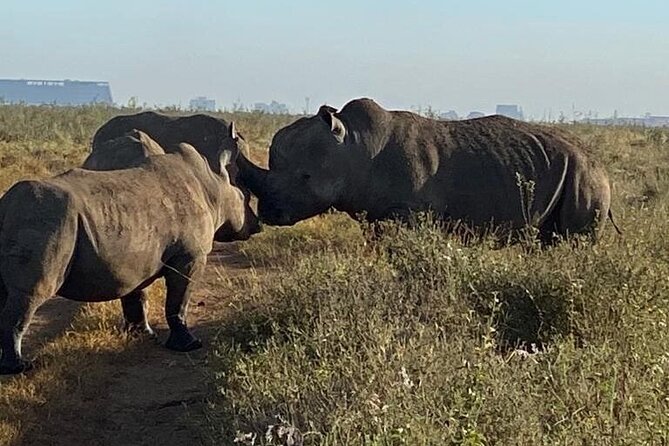 Nairobi National Park,Giraffe Centre, Karen Blixen Museum. - Price and logistics: where the real costs show up