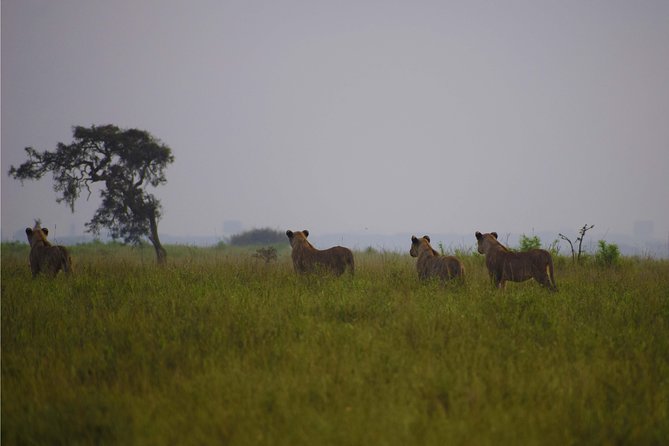 Nairobi National Park,Giraffe Centre, Karen Blixen Museum. - Who should book this Nairobi day circuit