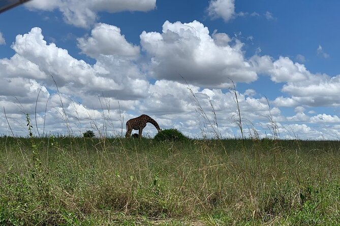 Nairobi National Park,Giraffe Centre, Karen Blixen Museum. - Packing and timing tips that actually help