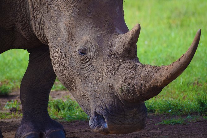 Nairobi National Park,Giraffe Centre, Karen Blixen Museum. - David Sheldrick Wildlife Trust: elephant rehab during the feeding slot