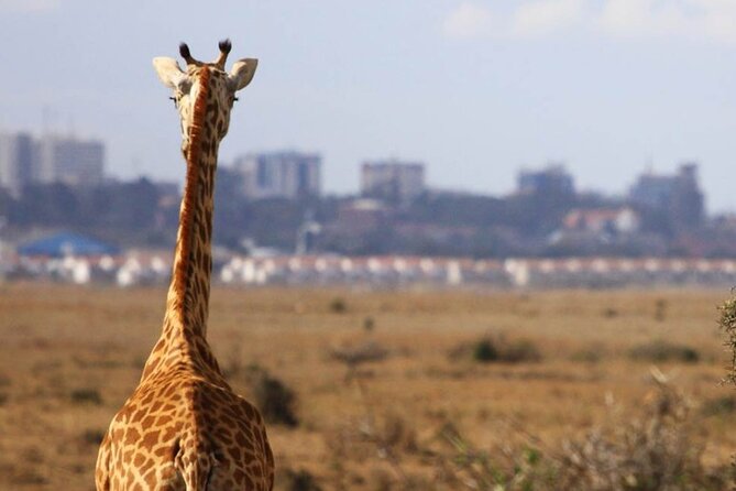 Nairobi National Park Group Shared Tour - Nairobi National Park with time to spare