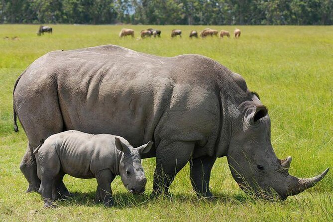 Nairobi National Park Group Shared Tour - What you can realistically spot: Big game, birds, and close wildlife moments