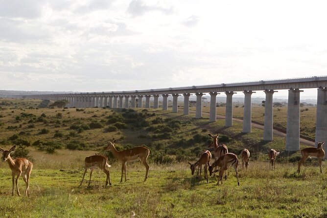 Nairobi National Park Group Shared Tour - Photography and timing: making the most of an early drive