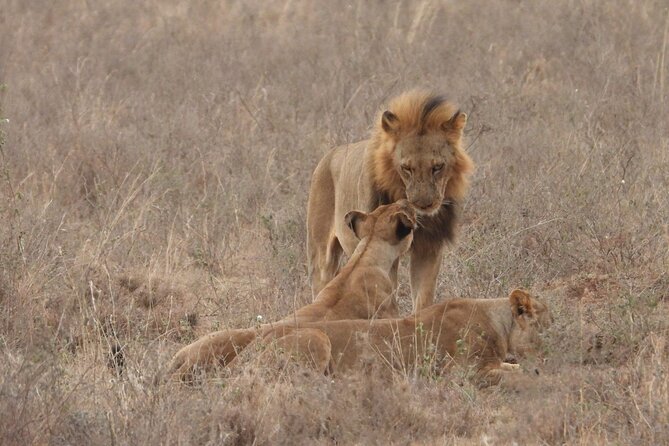 Nairobi National Park Group Shared Tour - Included in the price, and what costs extra