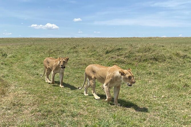 Nairobi National Park Group Shared Tour - Who this tour fits best, and who should rethink it