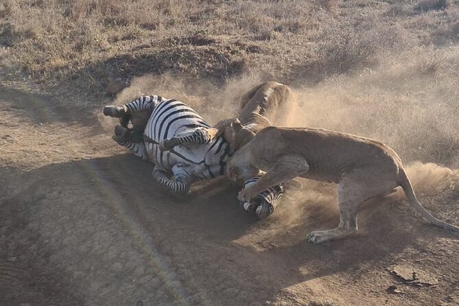 Nairobi National Park Group Shared Tour - Should you book this Nairobi National Park shared safari?