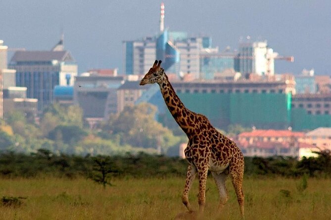 Nairobi National Park Group Shared Tour - Stop 1: Nairobi National Park game drive, skyline views, and the river scene