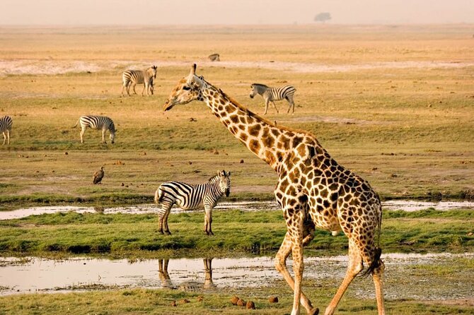 Nairobi National Park Group Tour - Open-roof van setup and 90-degree turns for real photo chances