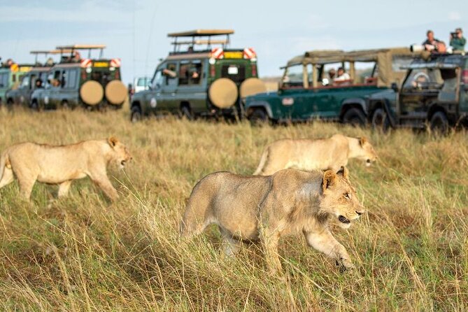 Nairobi National Park Group Tour - Your game drive: what you are likely to see on this route