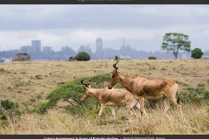 Nairobi National Park Group Tour - What is included, what costs extra, and what $40 really covers