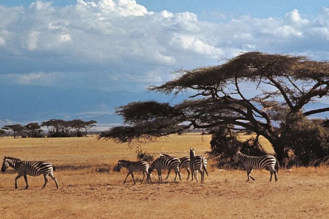 Nairobi National Park Group Tour - Should you book this Nairobi National Park Group Tour?