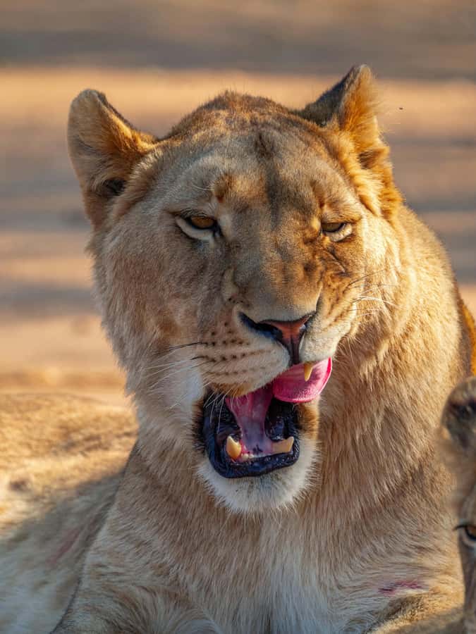 Nairobi: National Park Guided Game Drive - Nairobi National Park in a Capital City, Why This Half-Day Feels Special