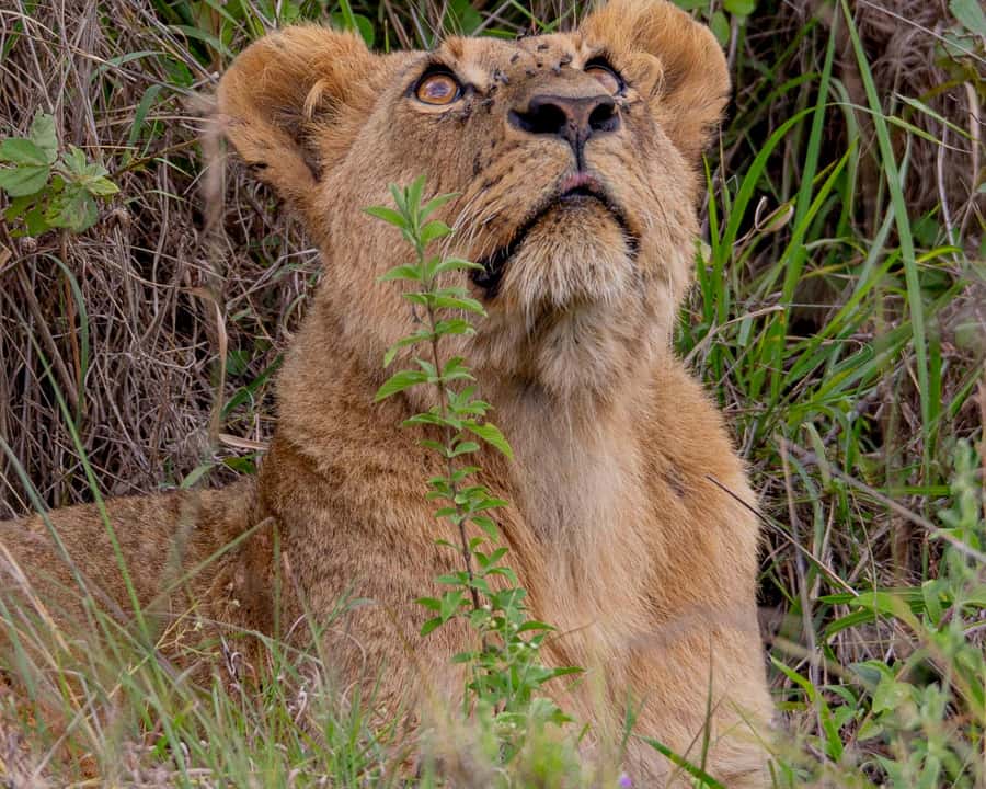 Nairobi: National Park Guided Game Drive - Open-Roof Safari Viewing, Pop-Up Roof Photos, and What You Actually See